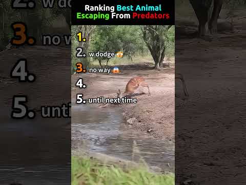 Ranking Best Animal Escaping From Predators thumbnail