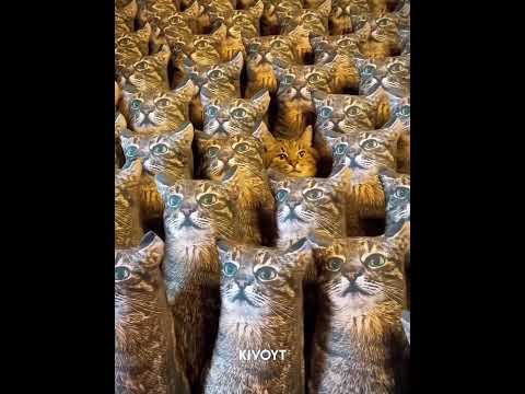 Cats Have Crazy Camouflage 💀 thumbnail
