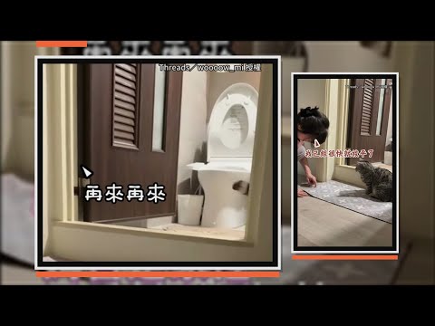 清潔時貓咪「熱心」飛撲幫壓平！ 　反成最大干擾XD thumbnail