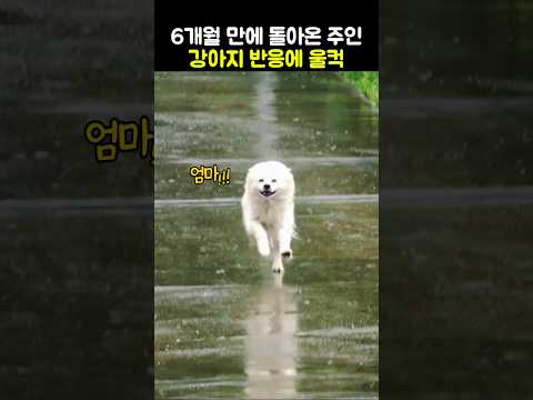 6개월 만에 돌아온 주인 만난 강아지 반응에 울컥 #강아지 #반려견 #동물감동 thumbnail