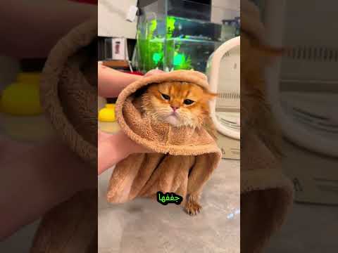 درس السباحة للقط الشجاع! 🐱🌊 thumbnail