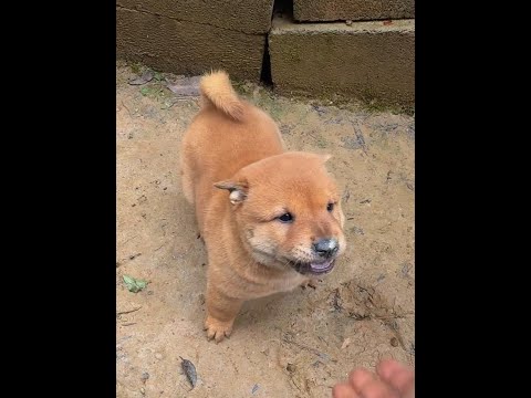 Little ferocious beast, quite temperamental, big-breasted, ferocious little milk dog, puppy, Chines thumbnail