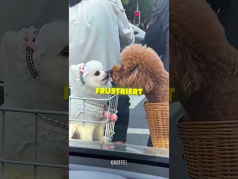 Dieser Hund beschützt seine Freundin um jeden Preis 😡❤️ #shorts thumbnail