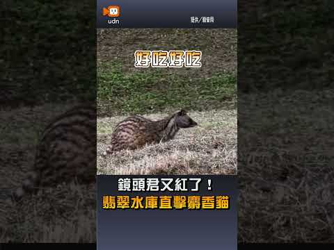 【生活】鏡頭君又紅了！ 翡翠水庫直擊麝香貓 thumbnail