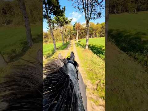 He is speed 🏎️💨 #horse #equestrian #horserider #motorcycle #speed #horses thumbnail