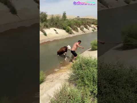 العملية الكاملة لإنقاذ الماشية العالقة في الخندق thumbnail