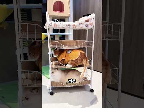“Find Your Bed!” — Cats Rushed to Sleep… thumbnail