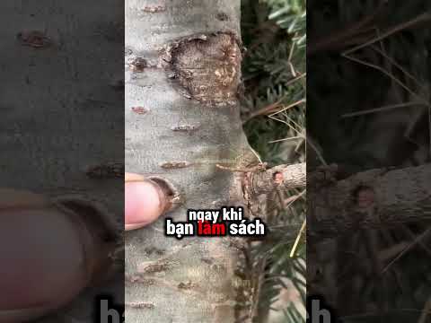 Tại Sao Việc Nặn Mụn Cây Lại Cứu Được Mạng Người?! ? thumbnail