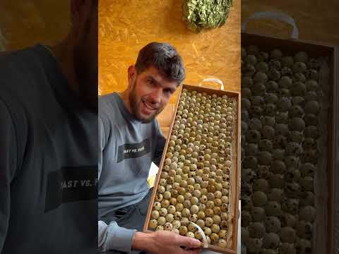 Инкубация перепелиных яиц thumbnail