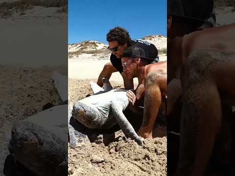 Sea Turtle Stuck Upside Down In The Hot Sun.. thumbnail