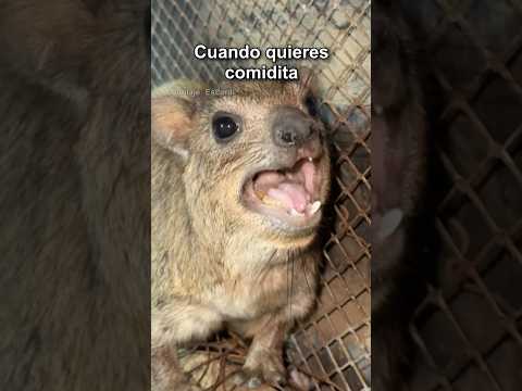 CUANDO QUIERES COMIDITA thumbnail