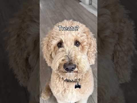 Still haven’t found his stash #dogs #dogcomedy thumbnail