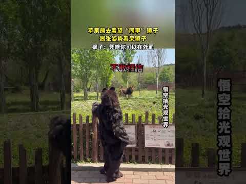 苹果熊去看望“同事”狮子，嚣张姿势看呆狮子，狮子：凭啥你可以在外面。 #搞笑 #大熱門  #共鳴 thumbnail