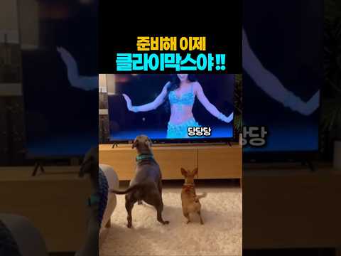 ❤️8100만뷰❤️귀여운것들^^ TV를 껐는데도 궁디가 멈추질 않네요 ㅋㅋ #강아지 #댕댕이 #애견영상 thumbnail