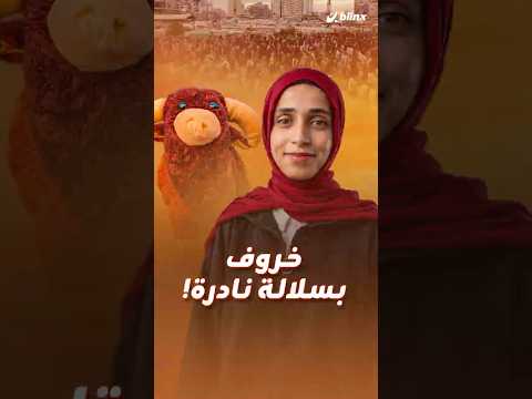 سلالة خاصة من الخرفان تصل لغزة، وبدلا من التضحية بها.. كانت ضيفا على مائدة العشاء! thumbnail
