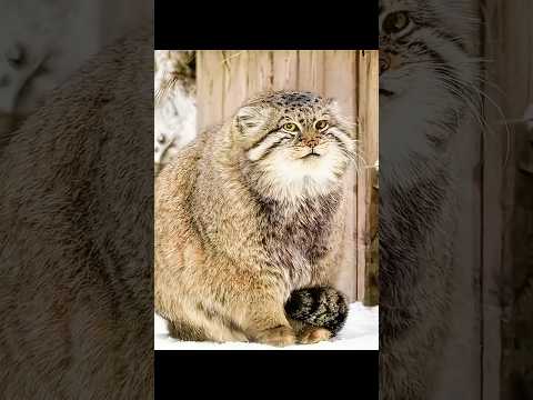 Facts About Palaces Cat! thumbnail