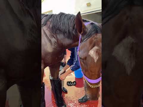 لماذا تُلبس الخيول أحذية ثلجية بعد السباق؟ 🐎❄️ thumbnail