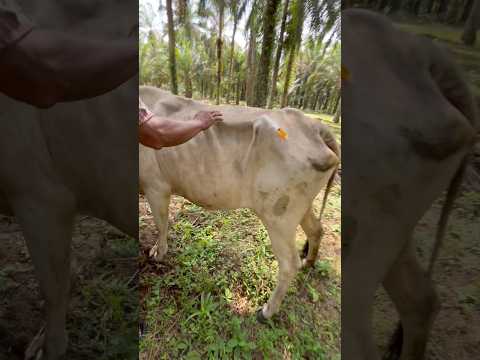 Behind the Scenes: Multivitamin Injection Fails Due to Mother's Kick #cow #animals #sapi thumbnail