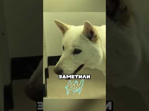 История одного пса #факты thumbnail