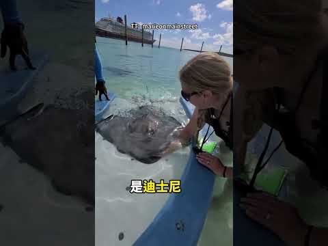 一伸手，魟魚就游過來… 😮😄 thumbnail