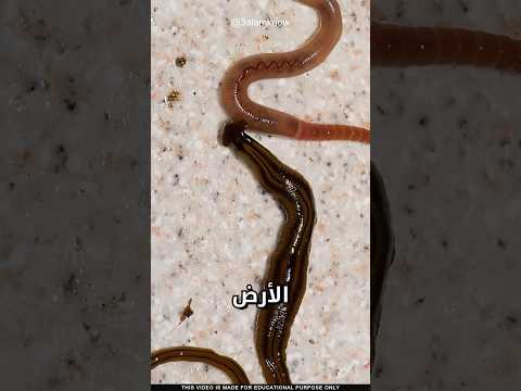 دودة رأس المطرقة thumbnail