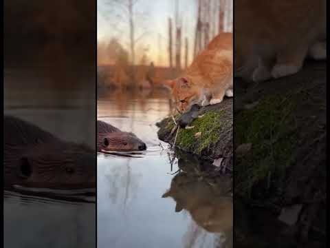 Kindness 🐾 Cat and Beaver's Heartwarming Gift Exchange #kindness #animalbond #shorts thumbnail