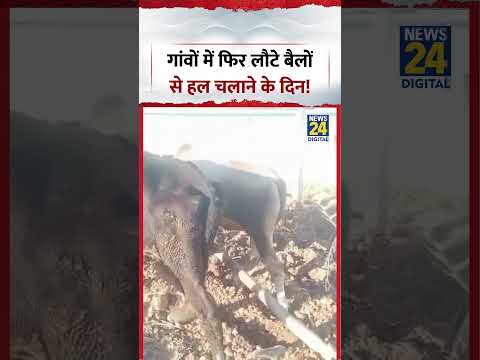 PM Modi की अपील का असर, गांवों में फिर लौटे बैलों से हल चलाने के दिन | #pmmodi #shorts thumbnail
