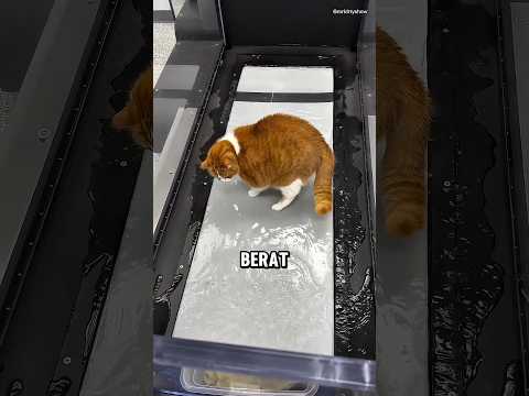 Cara Menurunkan Berat Badan Kucing! 😧 thumbnail