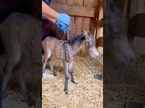 Why Vets Squeeze Dummy Foals #goodtoknow #vet #medicine #educational #funfacts #lifehacks #survival thumbnail