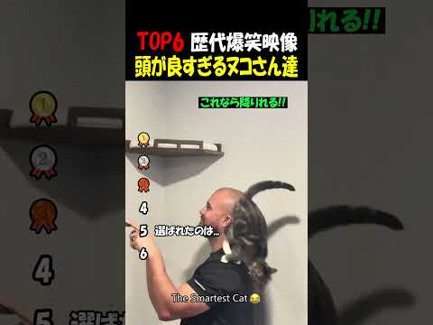 頭の良すぎるヌコさんたち thumbnail