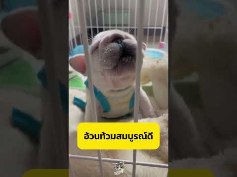 หมาเด็กคลอดก่อนกำหนด #shorts  #อาหารสมอง thumbnail