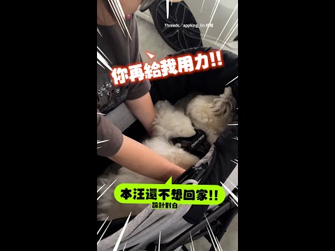 【玩到不想回家】狗狗躺著賴皮不起來XD #Shorts thumbnail