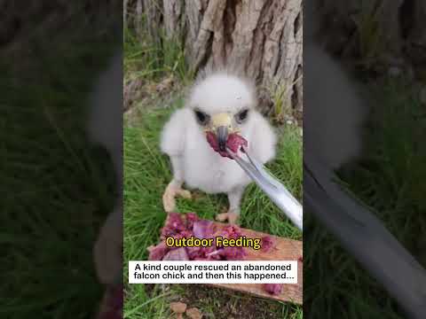 The Abandoned Baby Falcon #lovestory #wildliferescue #animals #birds #cute#falcon #love #rescue thumbnail