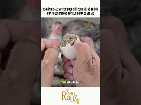 KHOẢNH KHẮC VỊT CON ĐƯỢC GIẢI CỨU KHỎI VỎ TRỨNG CỦA NGƯỜI ĐÀN ÔNG TỐT BỤNG GIÚP ĐỠ VỊT MẸ thumbnail
