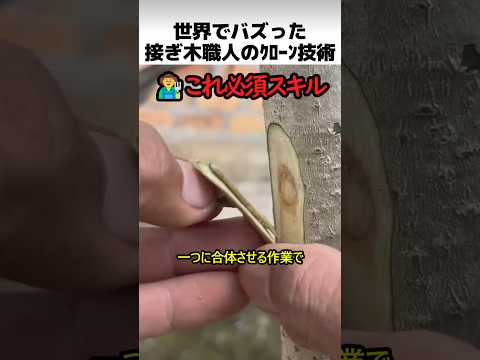 接ぎ木職人のクローン技術 thumbnail
