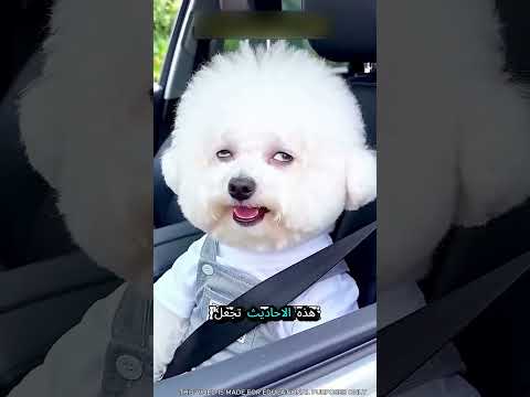 القصة الفنية لجانو بابو thumbnail