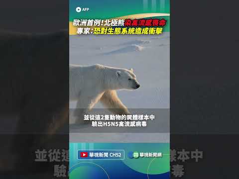 歐洲首例！北極熊染禽流感喪命　專家：恐對生態系統造成衝擊｜?小編推新聞 20260520 #shorts thumbnail