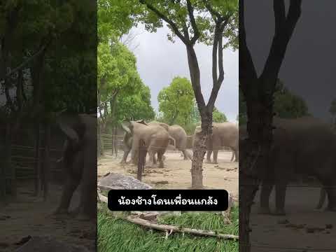 น้องช้างโดนเพื่อนแกล้ง thumbnail