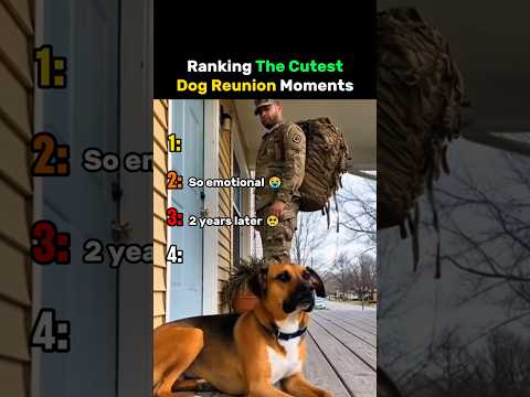 Ranking The Cutest Dog Reunion Moments #dog thumbnail