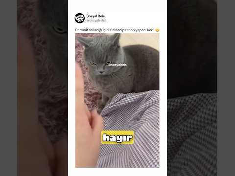 Parmak salladığı için sinirlenip racon yapan  kedi ? thumbnail