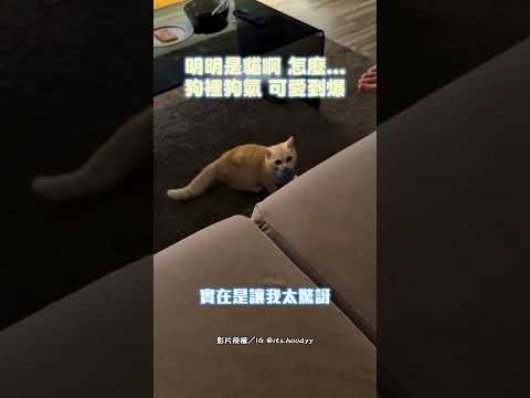 明明是貓啊 怎麼... 狗裡狗氣 可愛到爆 #shorts #貓 #狗 #寵物 #狗裡狗氣 #撿球 #貓咪 #可愛 ｜觸咪 @Truemii thumbnail