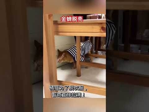 金蝉脱壳 #cat #喵哥是萌新 #貓咪日常 thumbnail