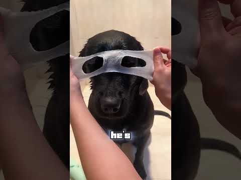 This Dog’s Obsessed With Bath Day—He Waits All Week for It! #usa thumbnail