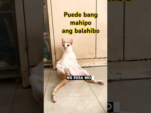 Puede bang hawakan ang katawan #pedicab #pusa #cats #opm thumbnail