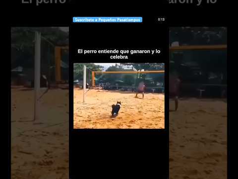 La celebración de este perro emocionó a todos #shorts #perros #deportes #emociones #motivacion thumbnail