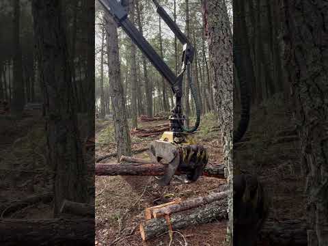 Beast Mode: Forwarder 1510 G Dominates the Forest! 🌲💥 #forest #johndeere #heavymachinery #farming thumbnail