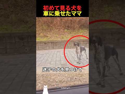 初めて見る犬を車に乗せたママ thumbnail