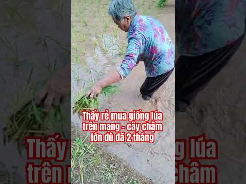 Lòe người nông dân nghiệp lắm thumbnail