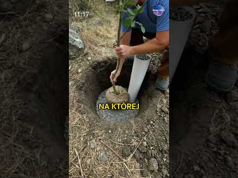 Jak Arabowie Zamieniają Pustynię W Las? thumbnail