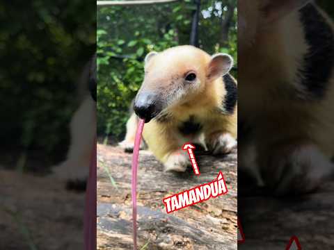 TAMANDUÁ BELIGOL #shorts thumbnail